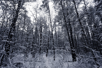  Forest Covered by Snow in Winter Landscape