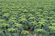 © hk13114 - Feld mit reifem Grünkohl kurz vor der Ernte