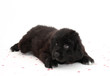 Cute Newfoundland Puppy