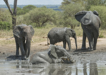 Elephant Family In Mud Baths, Tarangire, Tanzania