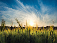 Sunset In Field Of Green Barley
