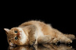lazy British breed Cat Gold Chinchilla color Lying and Looking in Camera, Isolated Black Background, front view