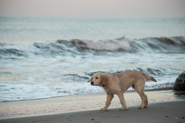 puppy golden retriever playing with the waves of the surf, the Baltic Sea