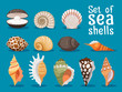 Sea shells isolated on blue background. Seashell set vector illustration for your sea design