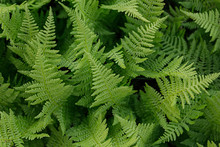 Rich Green Fern Closeup. Floral Background.