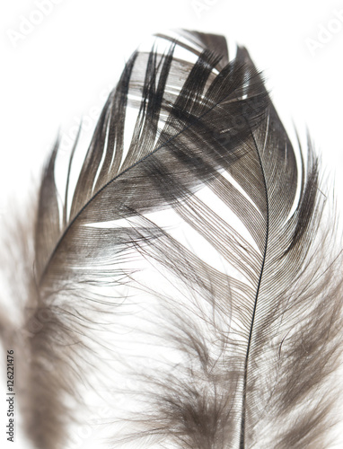 Foto-Lamellenvorhang - Black bird feather on white background (von studybos)