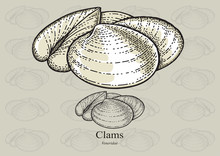 Clams. Vector Illustration For Artwork In Small Sizes. Suitable For Graphic And Packaging Design, Educational Examples, Web, Etc.