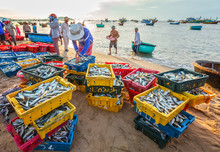Phan Thiet, Vietnam - July 26th, 2016: Fish Market Session Seas Scene People Gathered Inside Basket Fish Sale, Strenuous Rowing Fishermen Fish Brought Ashore Fishing Village In Phan Thiet, Vietnam