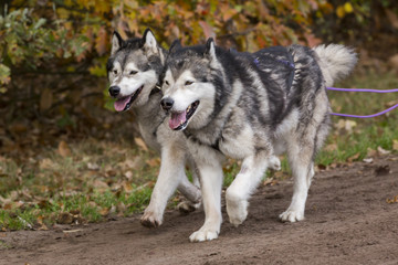  Duo husky honden vol in de wedstrijd.