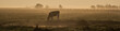Panorama Kuh im Frühnebel auf dem Feld
