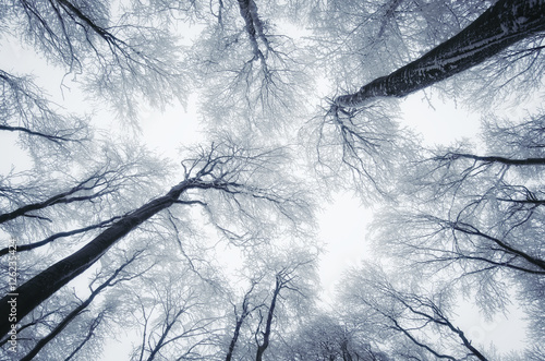 Dekoracja na wymiar  drzewa-i-niebo-w-zamarznietym-lesie