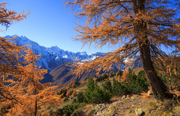 Fototapete - Alpine hiking trail on a colorful autumn day, with yellow larch trees and high mountain peaks  in the background.