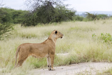 Lovely Lioness Gracefully Standing And Closely Followed The Savanna In A Tarangire, Tanzania