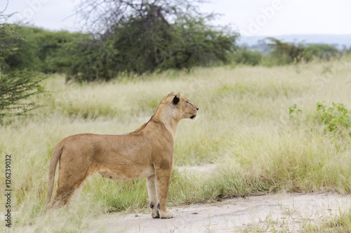 Fotografie, Obraz Lovely lioness gracefully standing and closely followed the savanna in a Tarangi