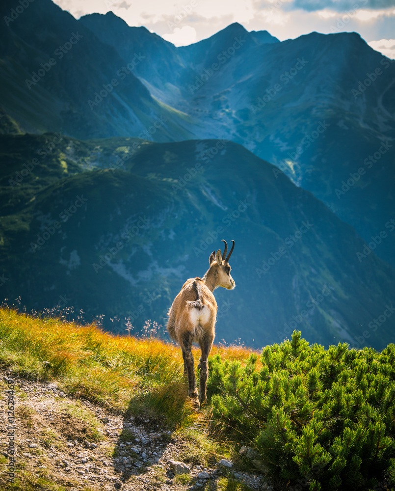 Beautiful chamois mountain goat in natural habitat - obrazy, fototapety, plakaty 