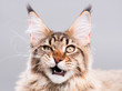 © DenisNata - Portrait of domestic black tabby Maine Coon kitten - 5 months old. Cute striped kitty looking at camera. Beautiful young cat make funny face on grey background.