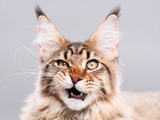 Fototapeta Koty - Portrait of domestic black tabby Maine Coon kitten - 5 months old. Cute striped kitty looking at camera. Beautiful young cat make funny face on grey background.