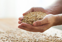 Male Farmers Hands Holding Malt Or Cereal Grains