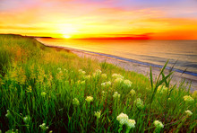 Beautiful Sea Bay At Sunrise. In The Foreground Grass And Flowers On The Beach. Beautiful Sky With Different Colors Of Flowers And The Sun Rising Over The Horizon
