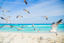 Birds On The Beach. Soaring Seagull Over The Ocean