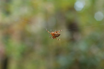 Spider on the web in the forest.