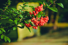 Close Up Of Bright Red Pyracantha Berries On Tree