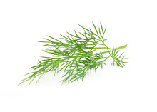 Green Dill Isolated On White Background. Studio Macro