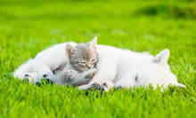 Small Kitten Sleep With White Swiss Shepherd`s Puppy On Green Grass