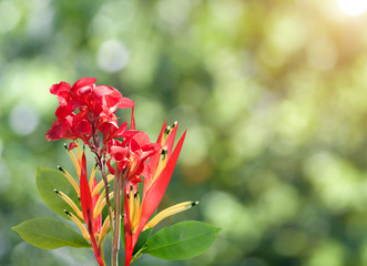 Wall Mural - Red bird of paradise flower on green nature