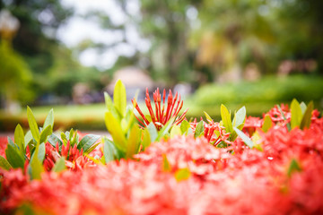Wall Mural - Red flower spike close up
