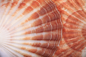 Macro View of Two Seashells