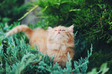 Fototapeta Koty - Пушистый рыжий котенок прячется в траве
