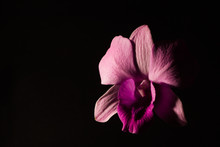 Low Key Photo Of Vanda Orchid, Violet Orchid, Macro Orchid, Closeup Orchids, Orchid With Pollen, Beautiful Purple Orchid. Dark Background. Copy Space.