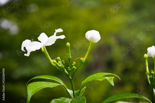 Plakat biały kwiat jaśminu Cape, gardenii