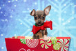 Chihuahua Puppy for Christmas