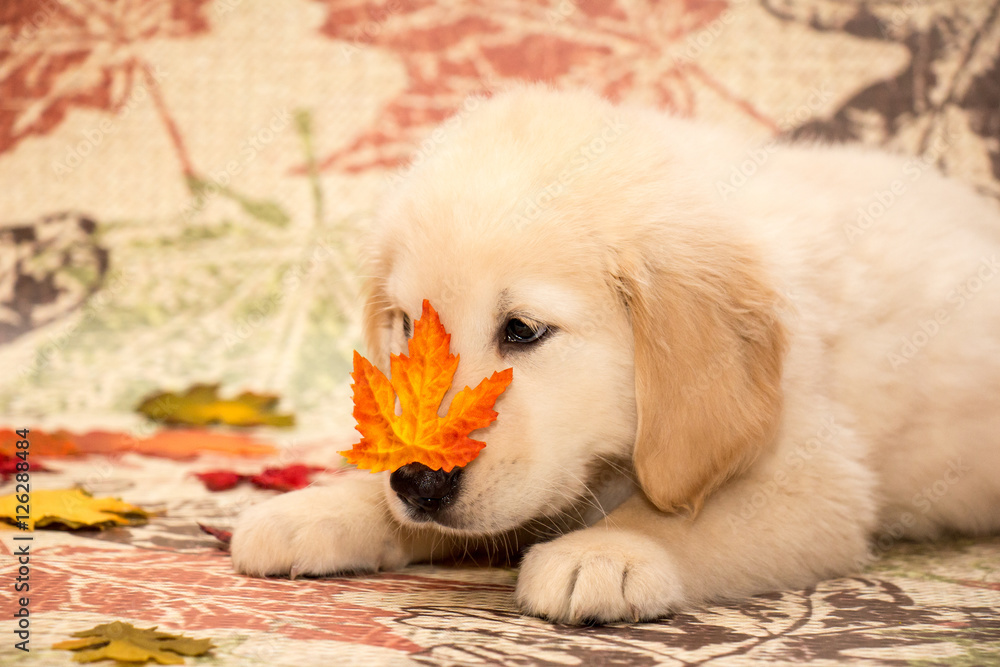 Photo Stock Autumn Golden Retriever Puppy | Adobe Stock
