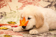 Autumn Golden Retriever Puppy