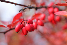 Close Photo Of Some Red Berries Of Japanesse Barberry (Berberis Thunbergii) On The Twig In Autumn