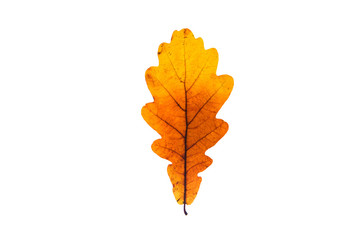 Wall Mural - Colorful and old oak leaf on the white background.