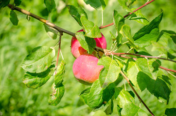 Two fresh ripe red sweet apples on a branch with green leafs suggesting organic fruit grown in a rural area