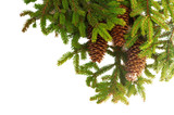 Fototapeta Lawenda - Christmas tree branches and cones