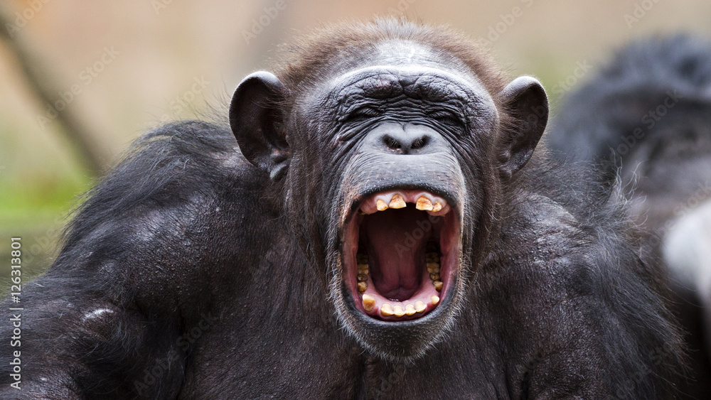 portrait of a chimpanzee yelling - obrazy, fototapety, plakaty 
