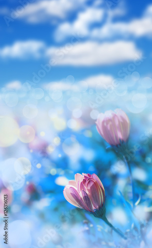 flores en el campo bajo el cielo azul