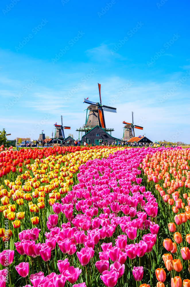 Landscape with tulips in Zaanse Schans, Netherlands, Europe - obrazy, fototapety, plakaty 