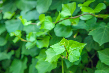 Wall Mural - Ivy wall