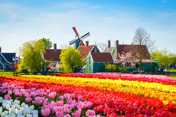 Landscape with tulips in Zaanse Schans, Netherlands, Europe