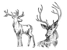 Hand Drawn Vector Illustration Sketch Of Deer
