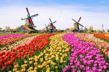 landscape with tulips in zaanse schans, netherlands, europe