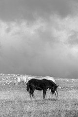 A close up landscape black and white image of a black and a white horse