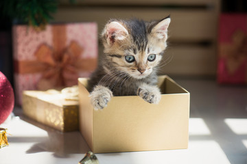 Wall Mural - kitten playing in a gift box